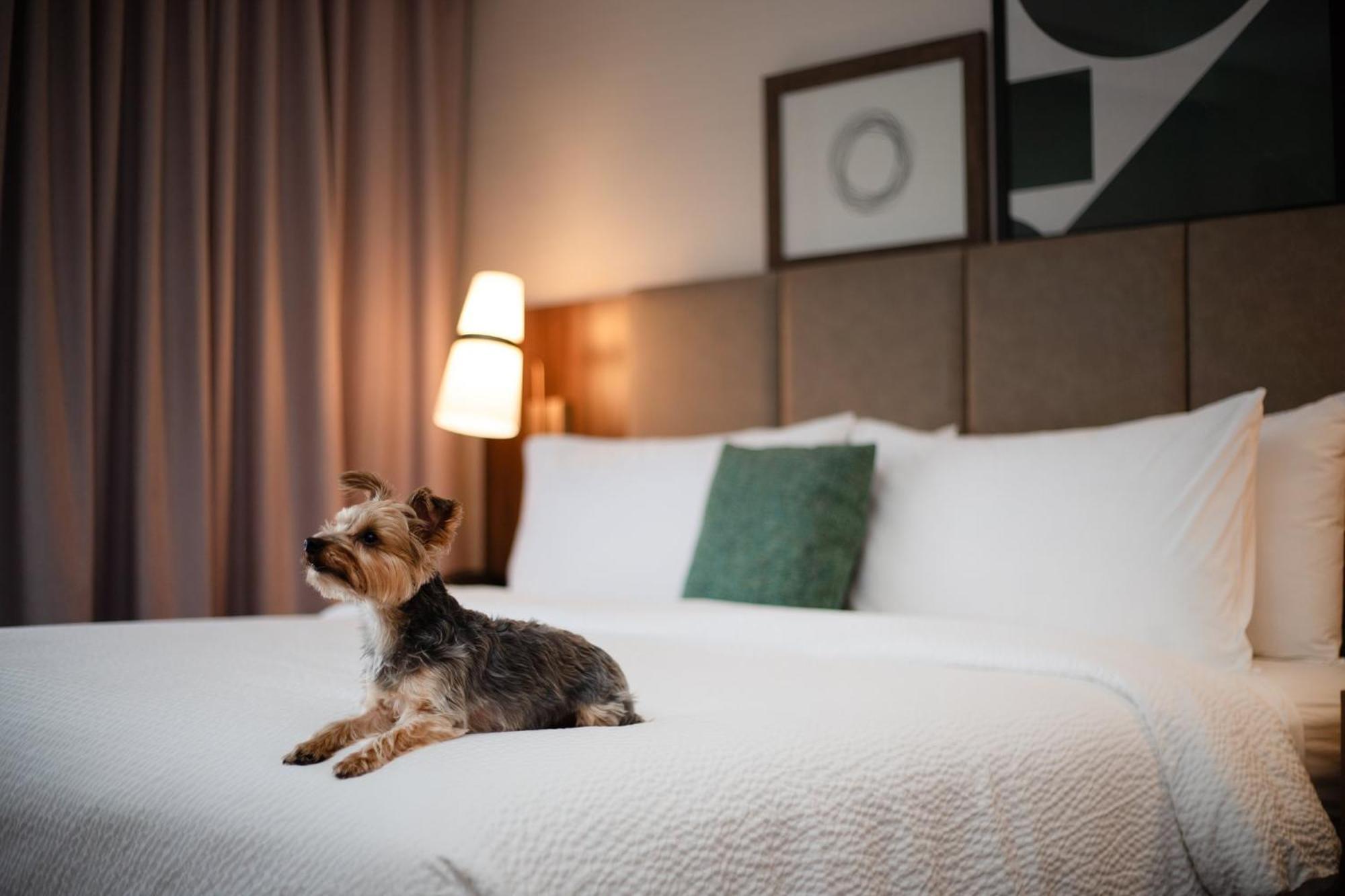 Staybridge Suites Chicago O'Hare - Rosemont By Ihg Exterior photo